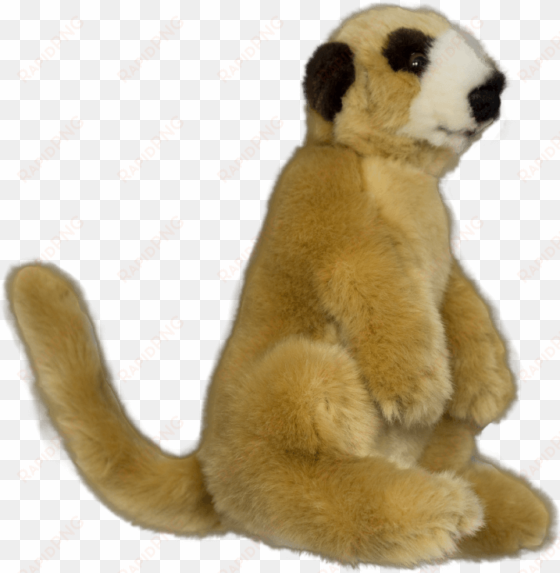 1 - meerkat