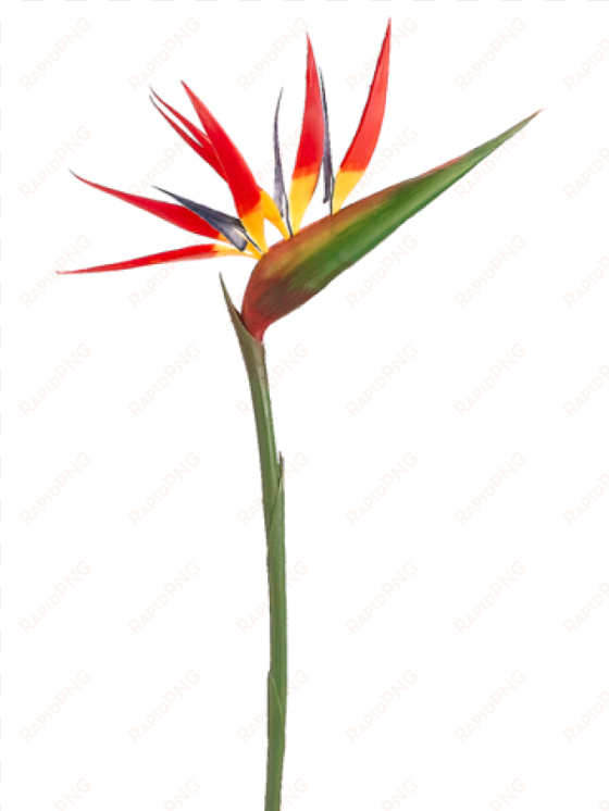 36" bird of paradise spray red - bird of paradise