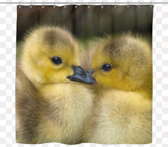 99 high quality baby ducks textured shower curtain - cute baby tropical rainforest animals