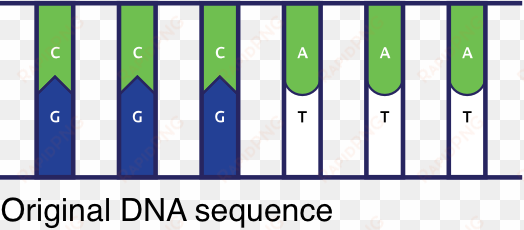 a genetic disorder is a disease that can be caused - mutation