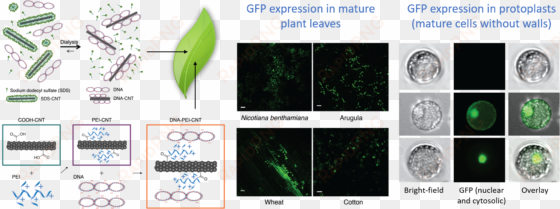 accomplished in mature nicotiana benthamiana, eruca - plant pathology