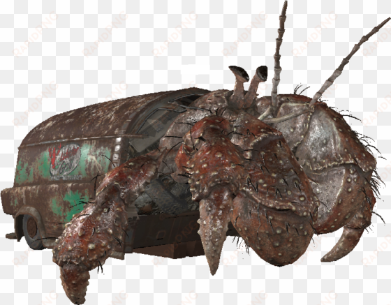 alpha hermit crab - insect