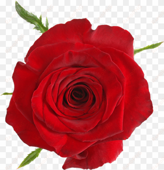 available stem size - red items