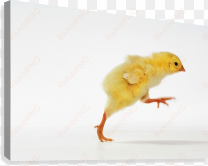 baby chicken - dinosaur