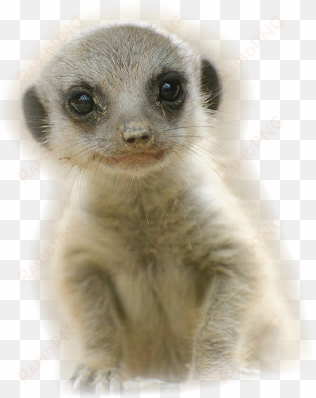 baby meerkat, very cute, asking "are you a meerkat" - infant