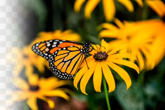 bcgrasslands photosm-monarch - common milkweed - four (4) live plants - asclepias