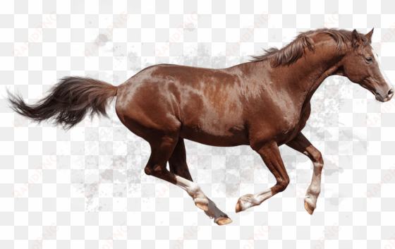 behorseriding a - riding horse png hd