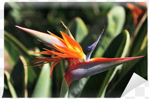 bird-of-paradise