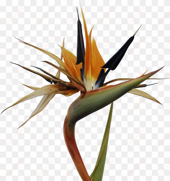 bird of paradise flower - bird of paradise png free