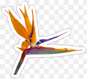 bird of paradise flower sticker by stickernuts - bird of paradise