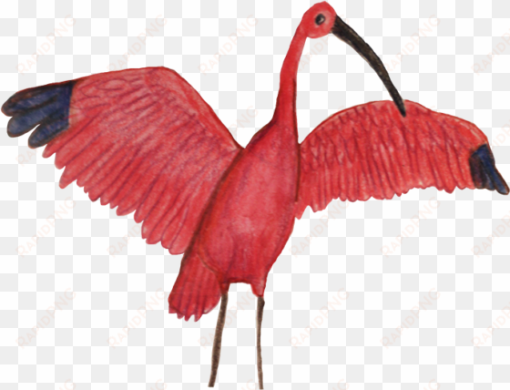 birds of paradise sticker pack messages sticker-11 - ibis