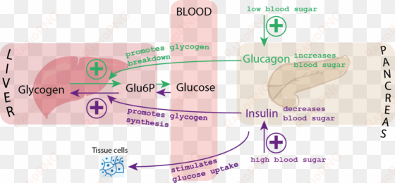 blood glucose control - glycaemic regulation