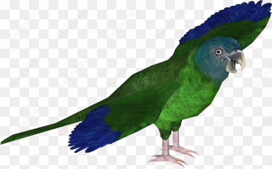 blue-headed macaw - zt2 macaw