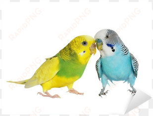 budgerigar isolated on white, , budgie sticker • pixers® - tapeta papużka falista