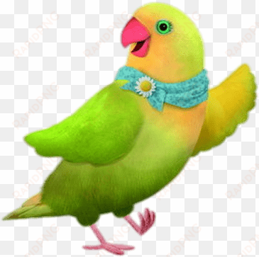 budgie