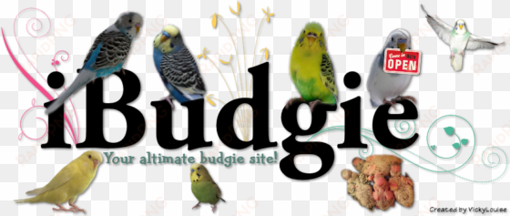 budgie word