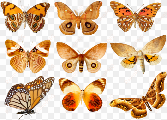 butterflies3 png by absurdwordpreferred on deviantart - orange butterfly in groups