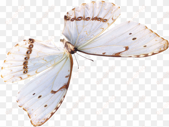 butterfly download beautiful butterfly images for free - portable network graphics
