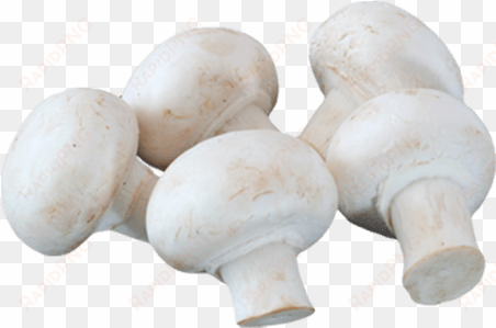 button mushroom- 1box - agaricus