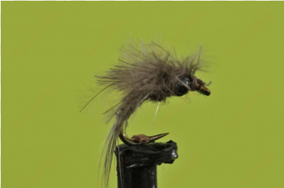 bwo batwing emerger - house fly