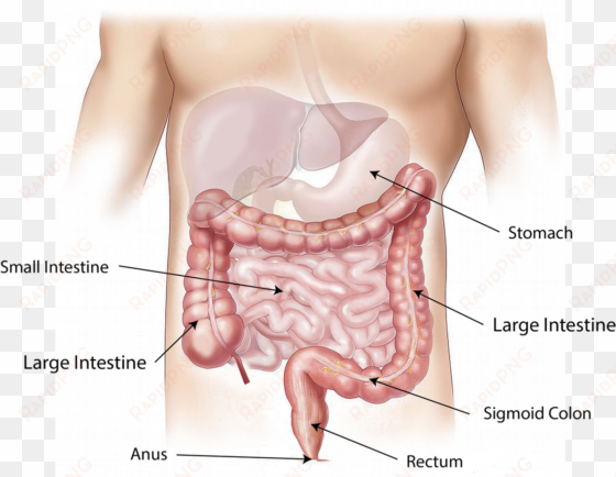 by - poop in the body