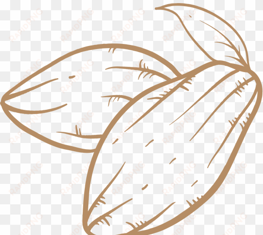 cacao - mazorca de cacao png