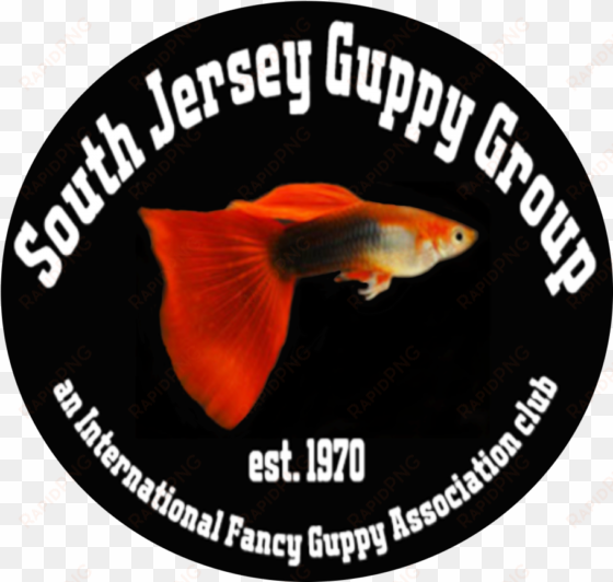 can't wait to hear what types of fancy guppies you - guppy fish food labels