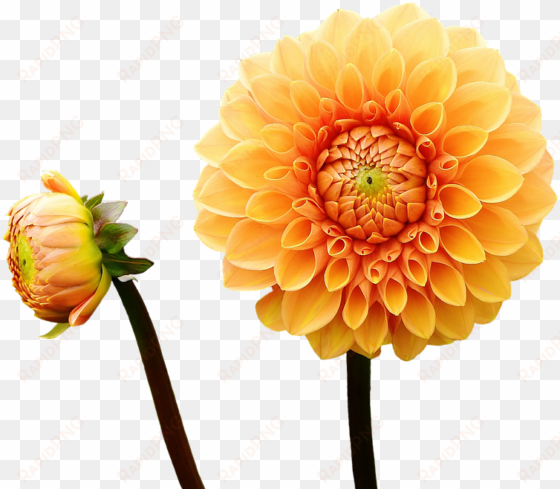 canvas print autumn flower garden asteraceae dahlia - dahlia flower with a cloudy sky background journal: