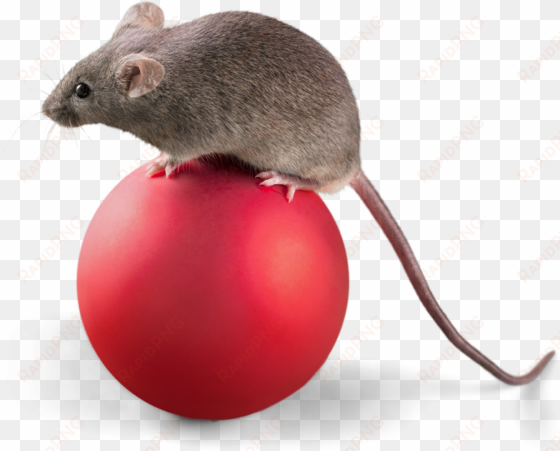 cartoon mickey mouse - mice png