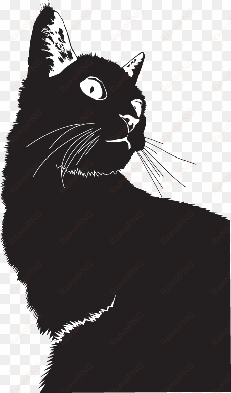 cat mischief managed - and