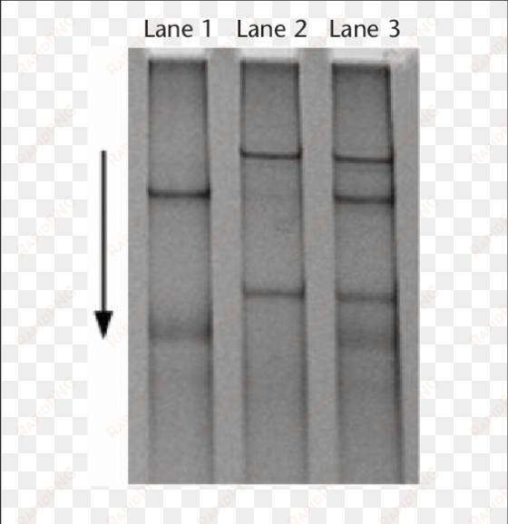caused by a t c transition in the sodium channel, voltage-gated, - monochrome