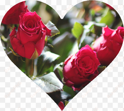 celebrate valentine's day at one of these local fancy - primarosa flowers