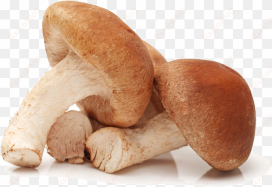 champignon en 8 lettres