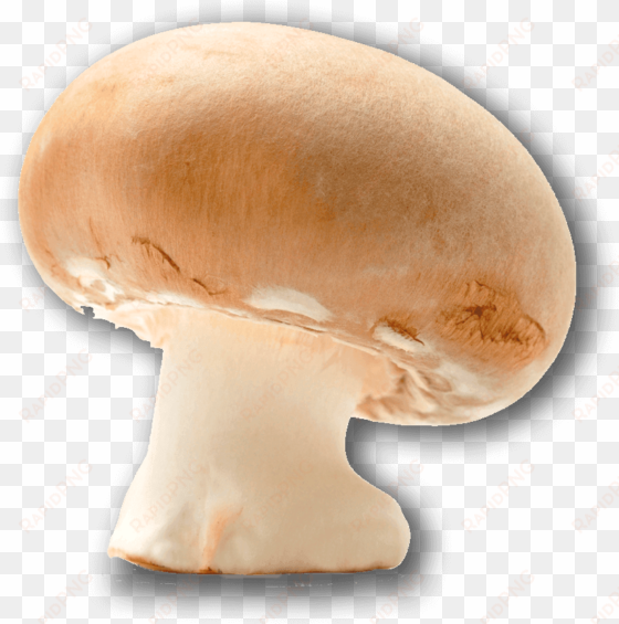 champignon mushroom