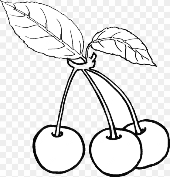 cherry fruit fruit clipart cherry fruit png image and - gambar hitam putih buah cherry