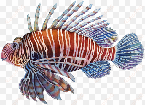click and drag to re-position the image, if desired - lionfish