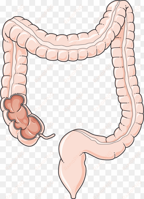 colon - colon png