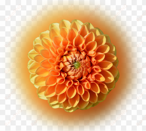 color palette ideas from flower orange dahlia image - dahlia