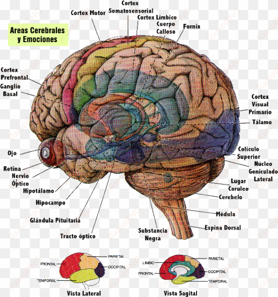 conjunto de dos estructuras pequeñas y redondas localizadas - brain diagram in spanish
