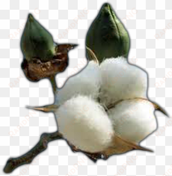 cotton free png image - cotton plant coloring page