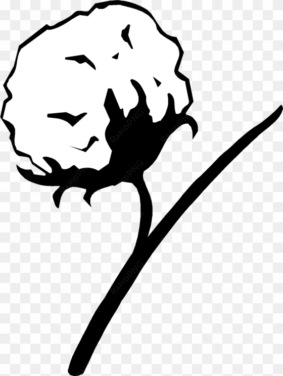 cotton plant drawing