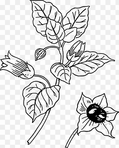 cotton plant drawing - belladonna plant sketch