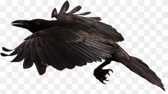 crow free png transparent background images free download - crow transparent fly
