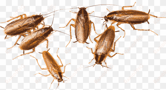 cucaracha alemana - 6 cockroaches