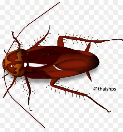 cucaracha - baranbaro somali