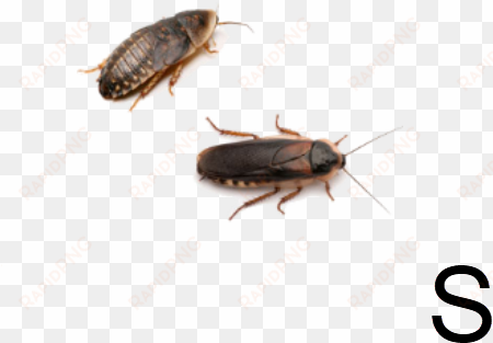 cucaracha blaptica dubia s - zvířata Šváb argentinský blaptica dubia