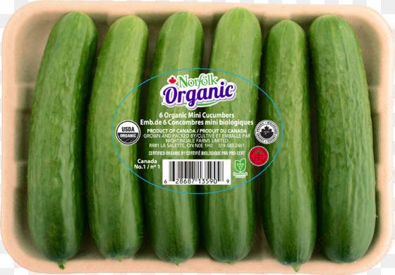 cucumber 6 pack - organic mini cucumbers
