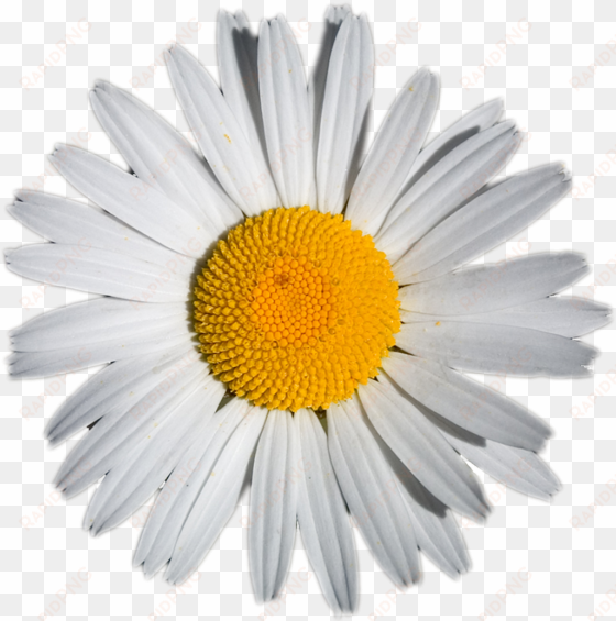 daisy png tumblr download