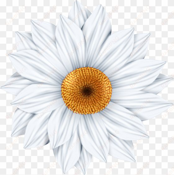 daisy png tumblr download - 雏菊 png