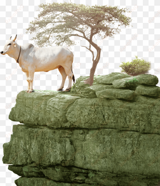 desi cows - respect for individual quotes